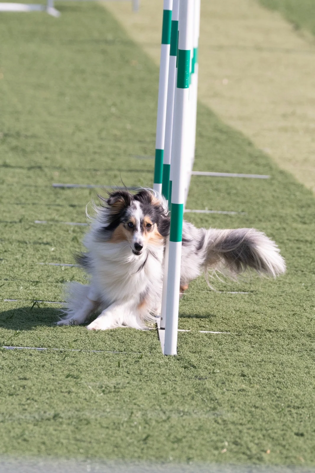 adiestrador canino en madrid