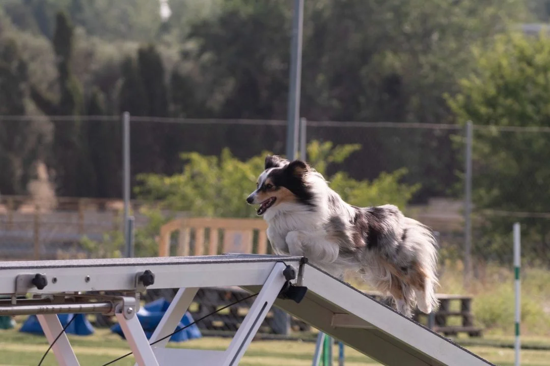 adiestrador canino en madrid
